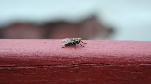 I rimedi naturali per allontanare le mosche dalla cucina