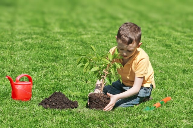 растенијата-за-на-планета-здружение децата кои растителна дрвја (2)