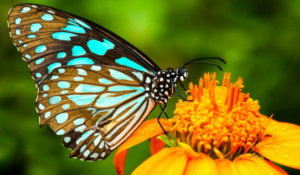 Scomparsa delle farfalle | Non sprecare