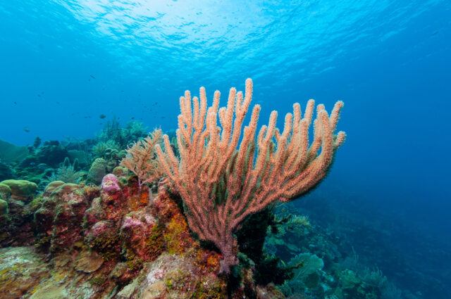I coralli si sbiancano per il riscaldamento del mare