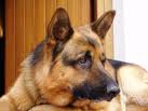 Gina, il cane traumatizzato dall’Iraq