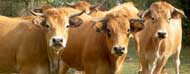 Contro le emissioni bovine di metano basta un pò di origano