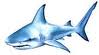 “Crudeltà contro gli squali”. Al via la campagna per salvarli