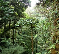 Le foreste tropicali assorbono sempre più Co2.