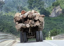 Cosi’ i cinesi devastano le foreste