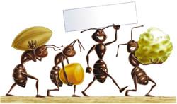 Niente pesticidi contro le formiche