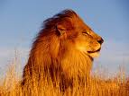 Il re leone è in pericolo, ora rischia l’estinzione