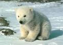 Buone notizie, l’orso polare non è spacciato