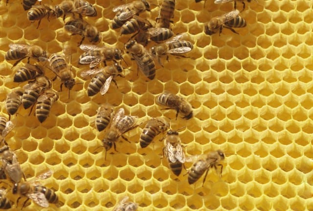 Le api muoiono per colpa dei pesticidi: la Ue chiede di fermarli per due anni