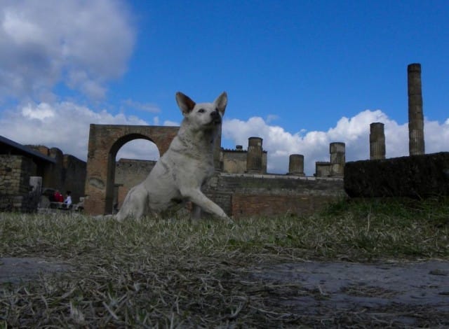 Scempio a Pompei: 55mila euro per censire i cani randagi