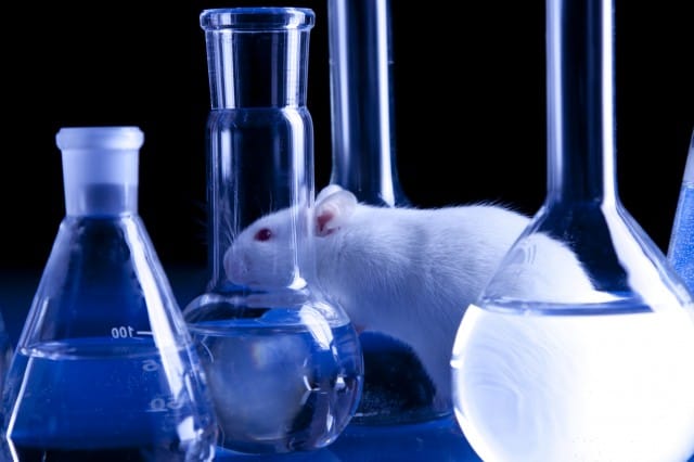 Test sugli animali: c’è puzza di spreco. In Europa se ne uccidono 10 milioni l’anno