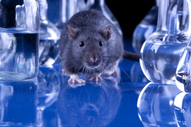 Vivisezione: da oggi c’è il divieto per i test sugli animali nei cosmetici