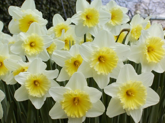 Il 19 maggio, Festa del Narciso ad Avasinis