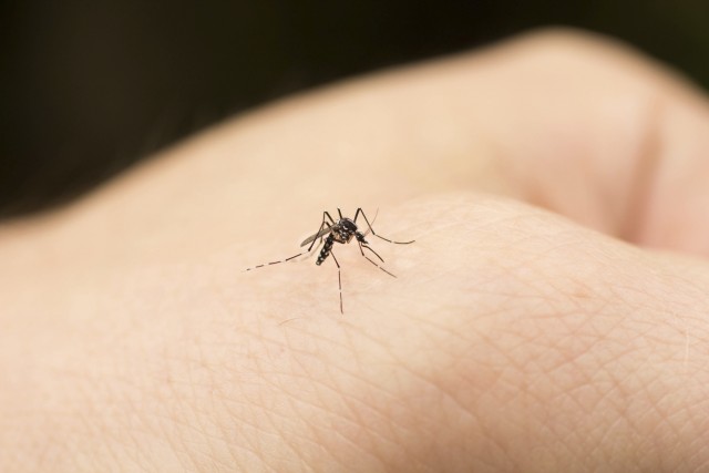 Rimedi naturali contro punture zanzare
