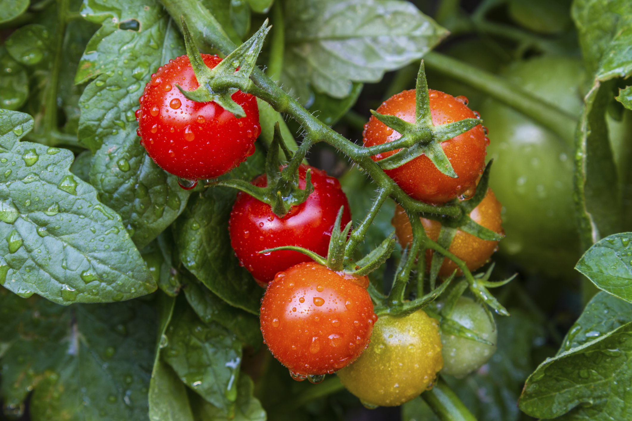 Pomodori: come si coltivano nell’orto e in vaso