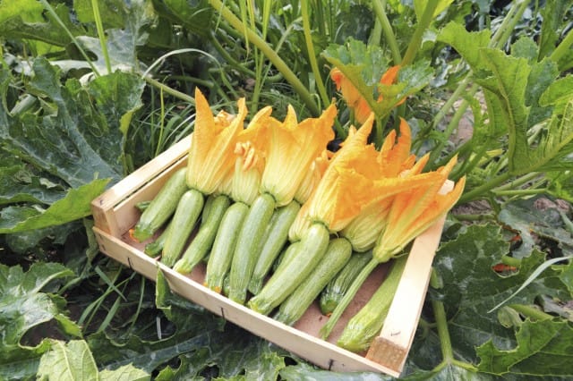 Come si coltivano le zucchine