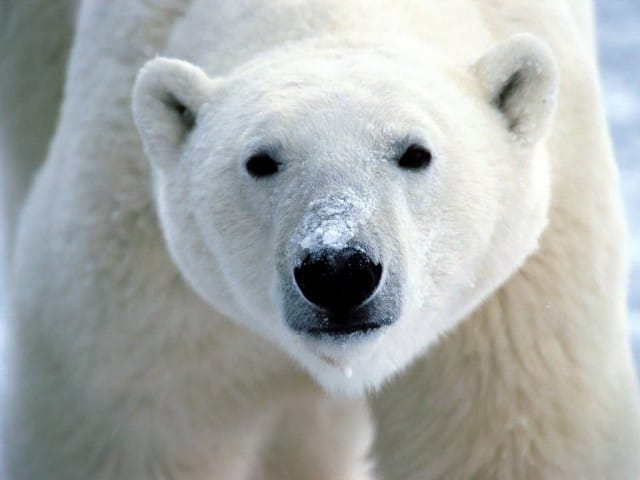 #pedalatapolare: l’iniziativa di Greenpeace per salvare il Polo Nord
