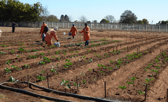 Aiutare le donne in Africa con un orto: i Community Garden