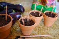 Sprout la matita che diventa pianta aromatica