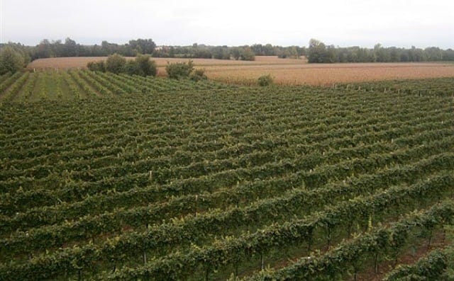 Terreni agricoli, dal cemento alla campagna: riconversione del suolo edificabile nella provincia di Treviso