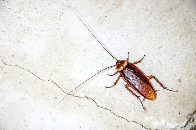 Come allontanare gli scarafaggi