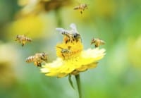 Come salvare le api: l'impegno di Barack Obama per mettere in sicurezza l'economia agricola degli Stati Uniti