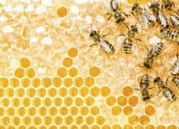 Come salvare le api: l'impegno di Barack Obama per mettere in sicurezza l'economia agricola degli Stati Uniti