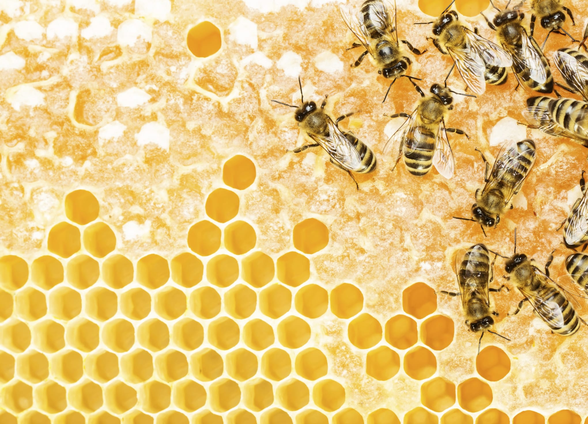 Estinzione api Cina: le drammatiche conseguenze e i danni ambientali ed economici