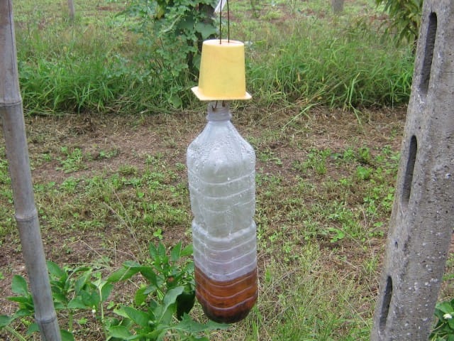 Trappola per insetti con bottiglia: come realizzarla in casa