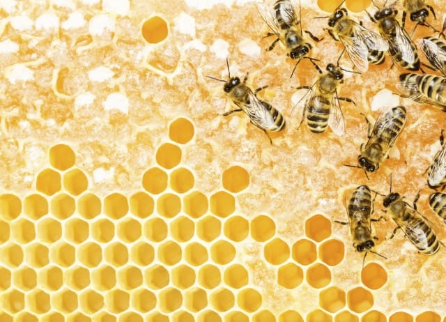 Scomparsa api: sui tetti di New York lavorano 200 apicoltori