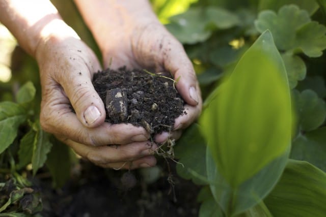 “Adotta una zolla”, il progetto per sostenere l’agricoltura biologica e il cibo sano
