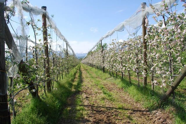 Dalla terra alla tavola: in Piemonte, a Bibiana, la cooperativa agricola “Il Frutto Permesso”