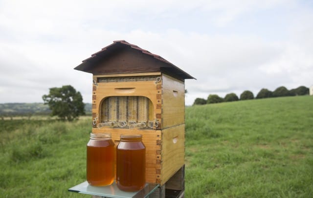 Flow Hive: l’arnia che consente di prelevare il miele alla spina
