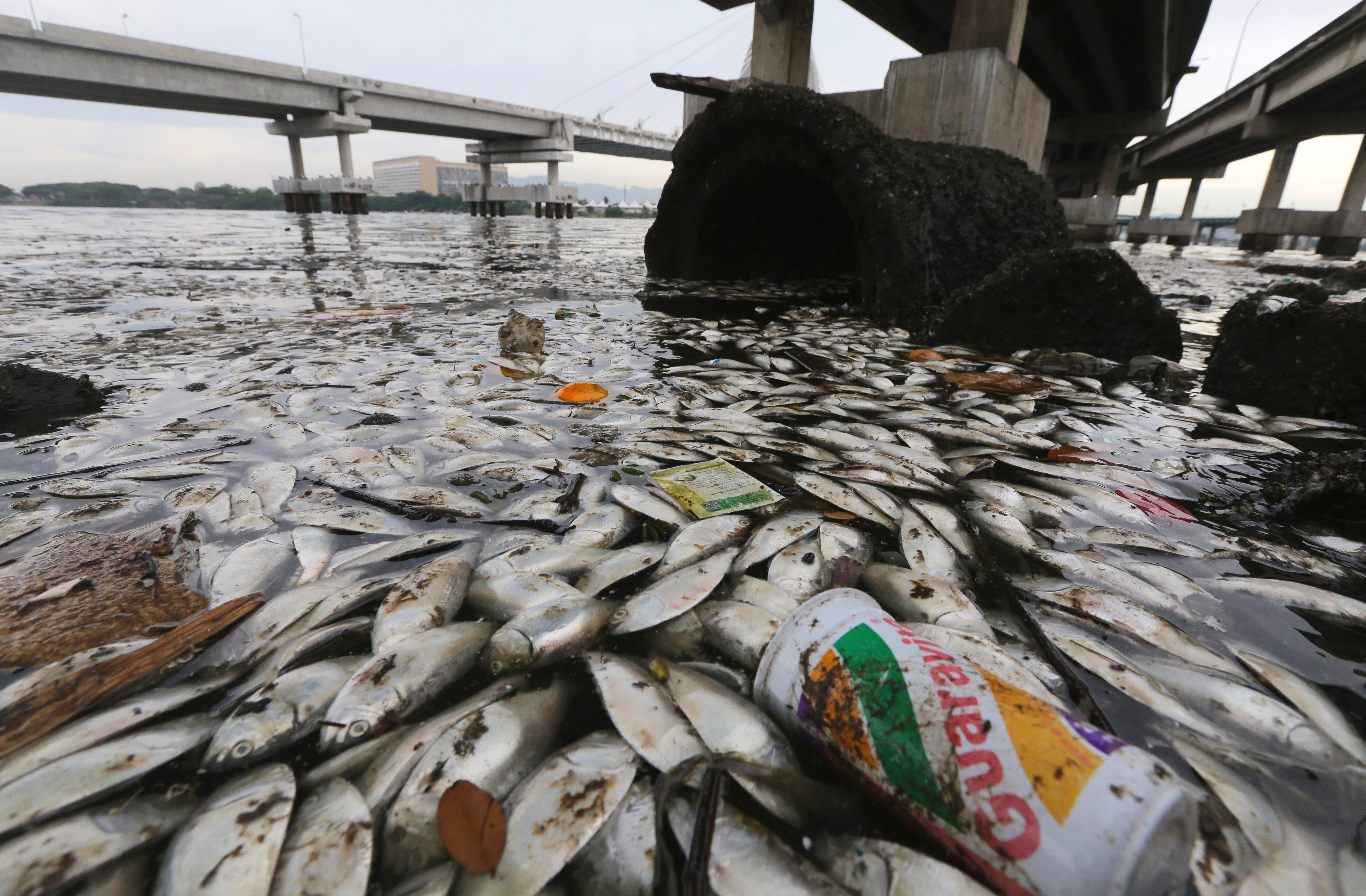 В воде гибнут. Рыбы в загрязненной воде. Вымирание рыб из за загрязнения океана. Гибель рыбы из за загрязнения.