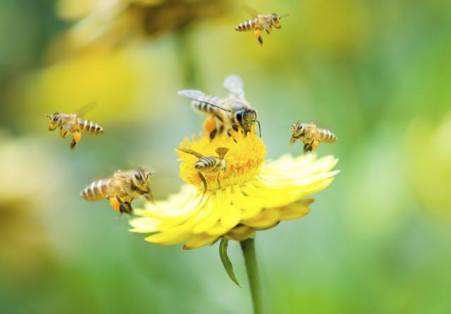 Strage delle api: nasce l’anagrafe per contarle e per salvarle