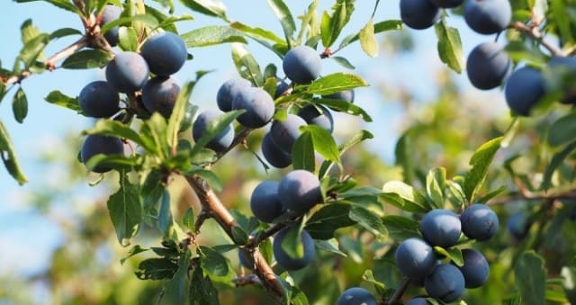 Prunus spinosa: la pianta che fa sperare contro il cancro