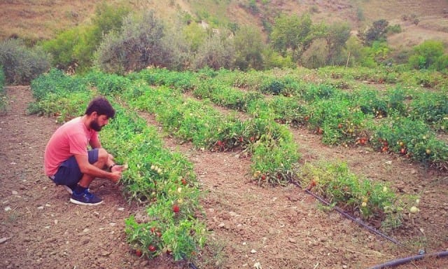 Tornare a coltivare la terra: la storia di Antonio un giovane agrumicoltore siciliano