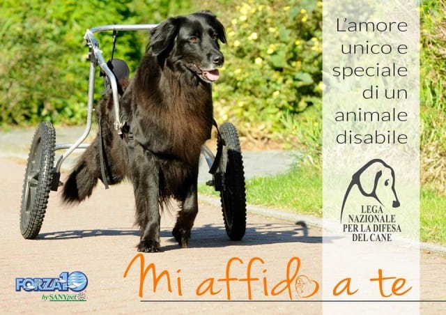 “Mi affido a te”: l’iniziativa per sensibilizzare all’adozione dei cani disabili
