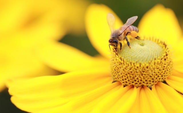 Strage di api: un piano del governo francese per fermarla