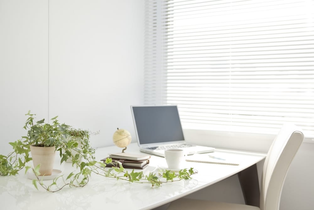 Pollice verde anche al lavoro: 5 piante da coltivare in ufficio per stare meglio