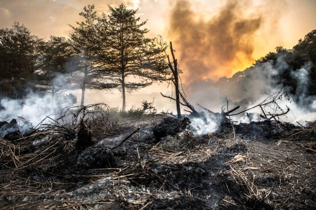 Scempio in Romania: ogni ora distruggono ettari di foresta pari a tre campi di calcio