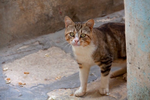 A Roma i gatti abbandonati li salvano gli sfrattati