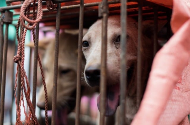 Strage di cani: anche in Cina finalmente vince la protesta (Foto)