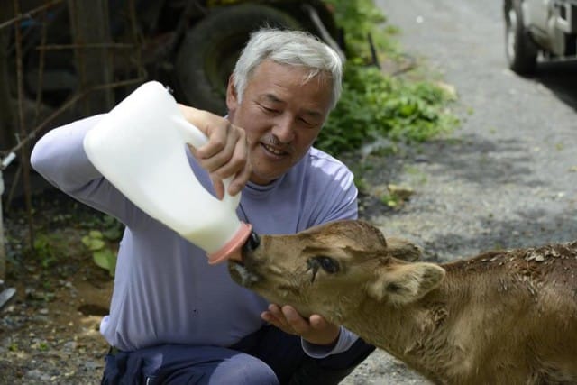 Naoto Matsumura è l’eroe del Giappone: è restato a Fukushima per salvare gli animali (foto)