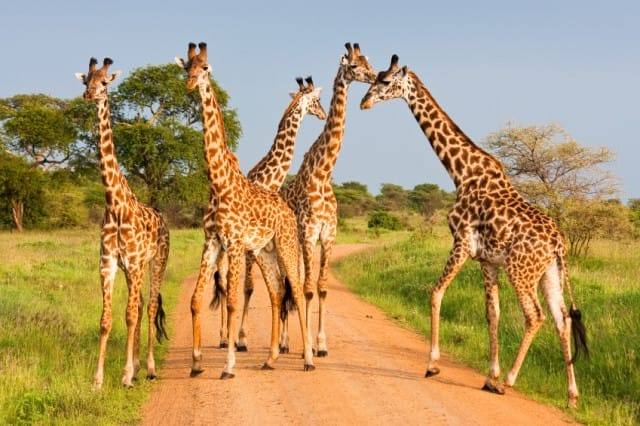 Giraffe a rischio estinzione per le troppe piogge