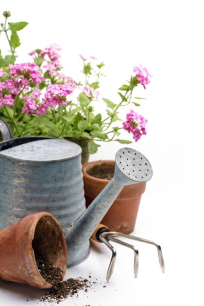 Gardening tools and flower