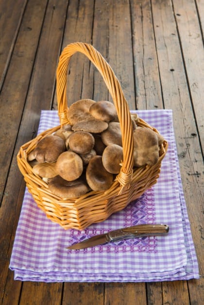 Basket with wild oyster mushrooms