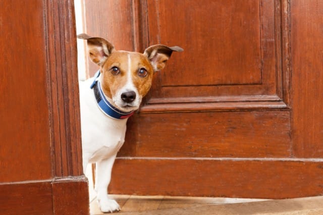 Cani in casa: nessuno può opporsi nel condominio. Ma attenzione a 5 cose