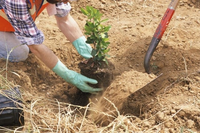 Colletta per il verde: a Roma i cittadini acquistano 40 alberi per il loro quartiere