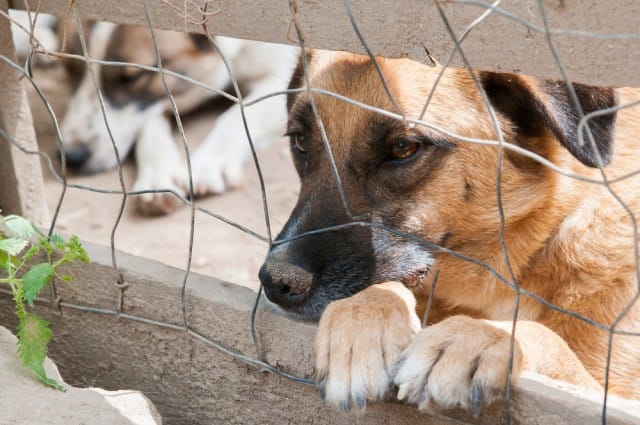 L’iniziativa del Comune di Fiumicino per incentivare l’adozione dei cani abbandonati